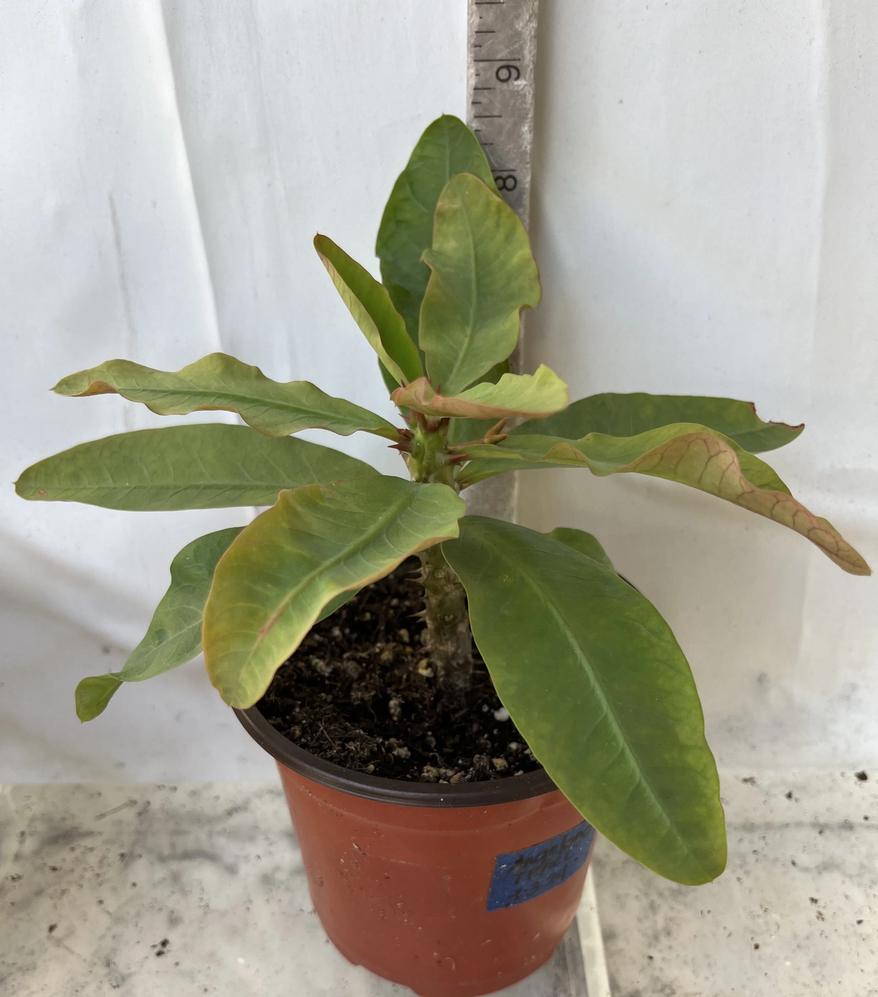 Euphorbia Milii ANGELONA Crown Of Thorns Corona de Cristo Rare