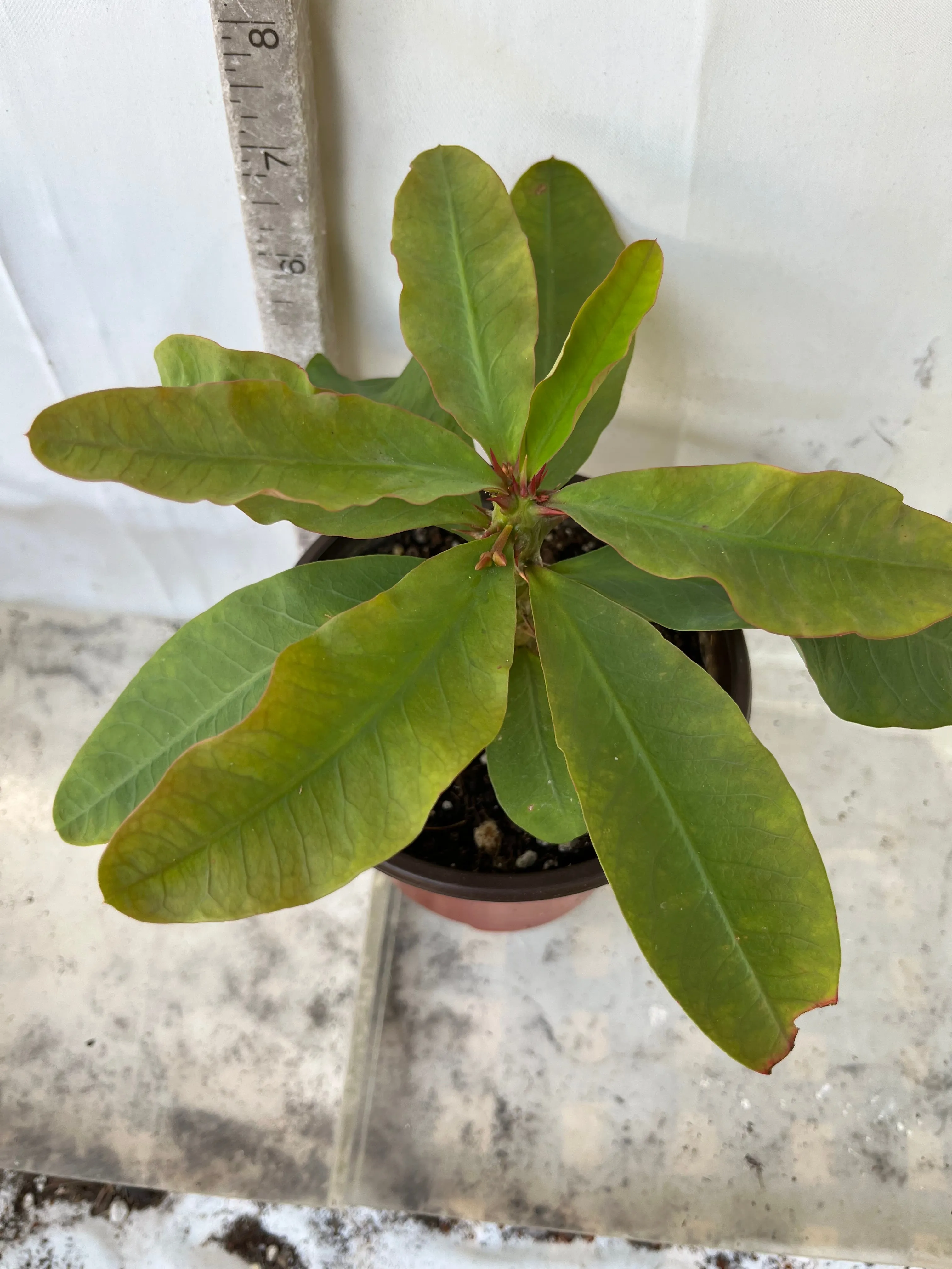 Euphorbia Milii ANGELONA Crown Of Thorns Corona de Cristo Rare