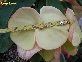 Euphorbia Milii ANGELONA Crown Of Thorns Corona de Cristo Rare