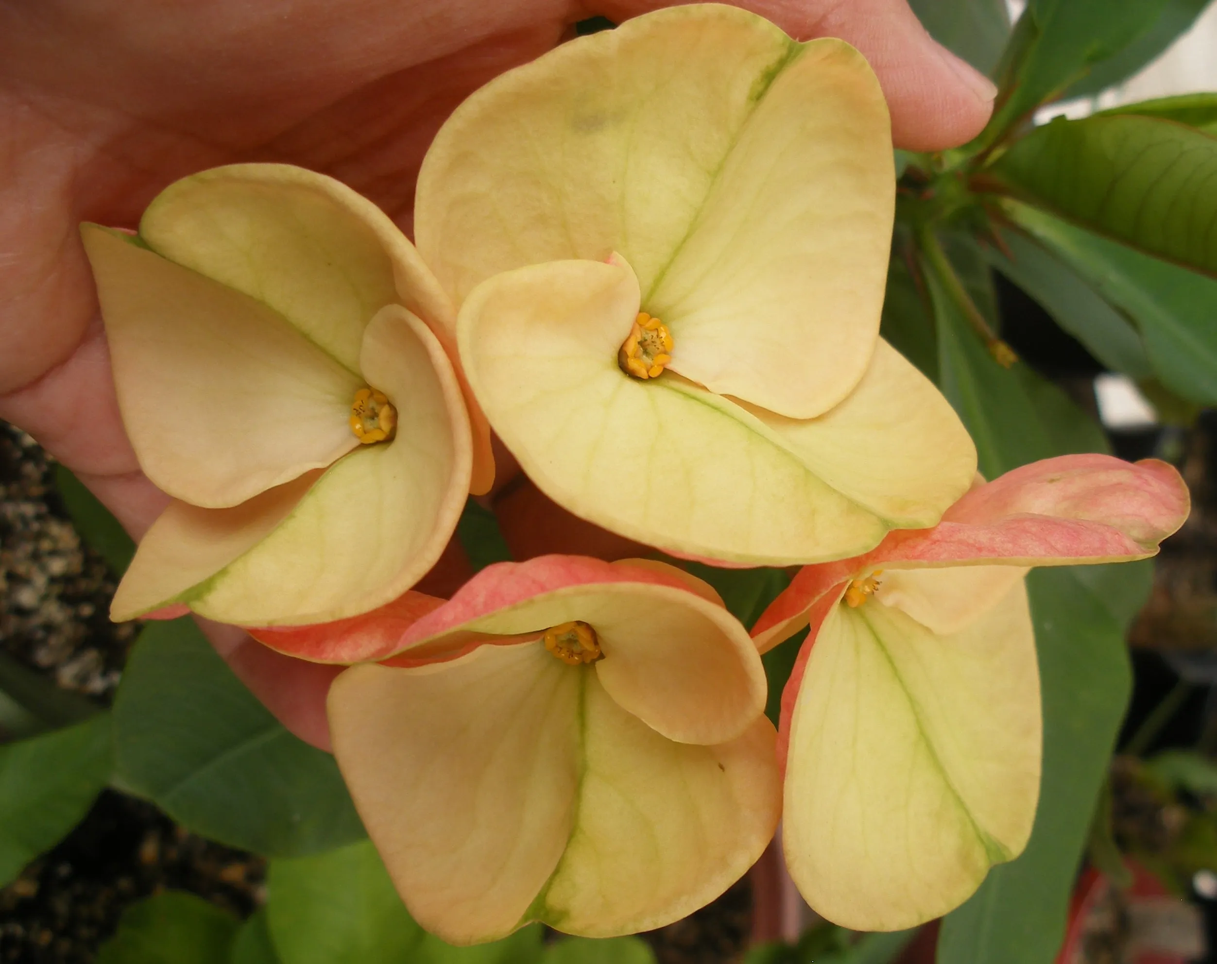 Euphorbia Milii ANGELONA Crown Of Thorns Corona de Cristo Rare