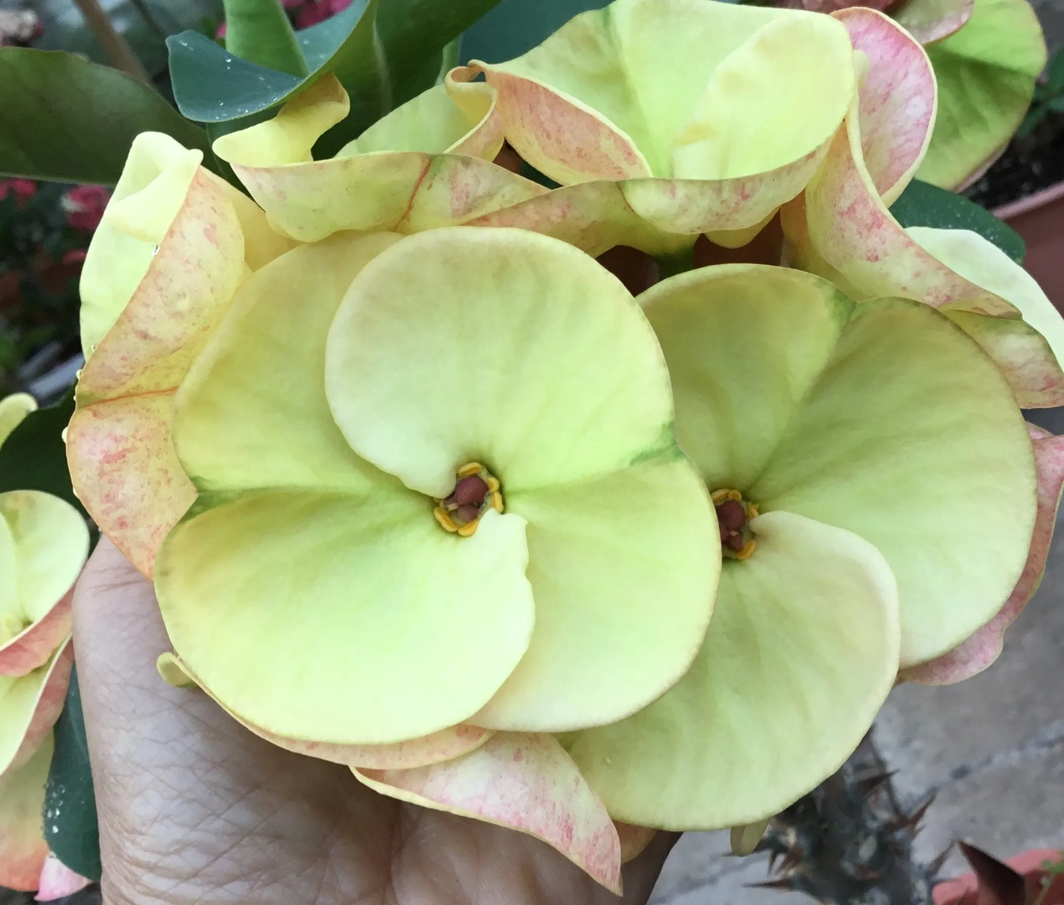 Euphorbia Milii ANGELONA Crown Of Thorns Corona de Cristo Rare