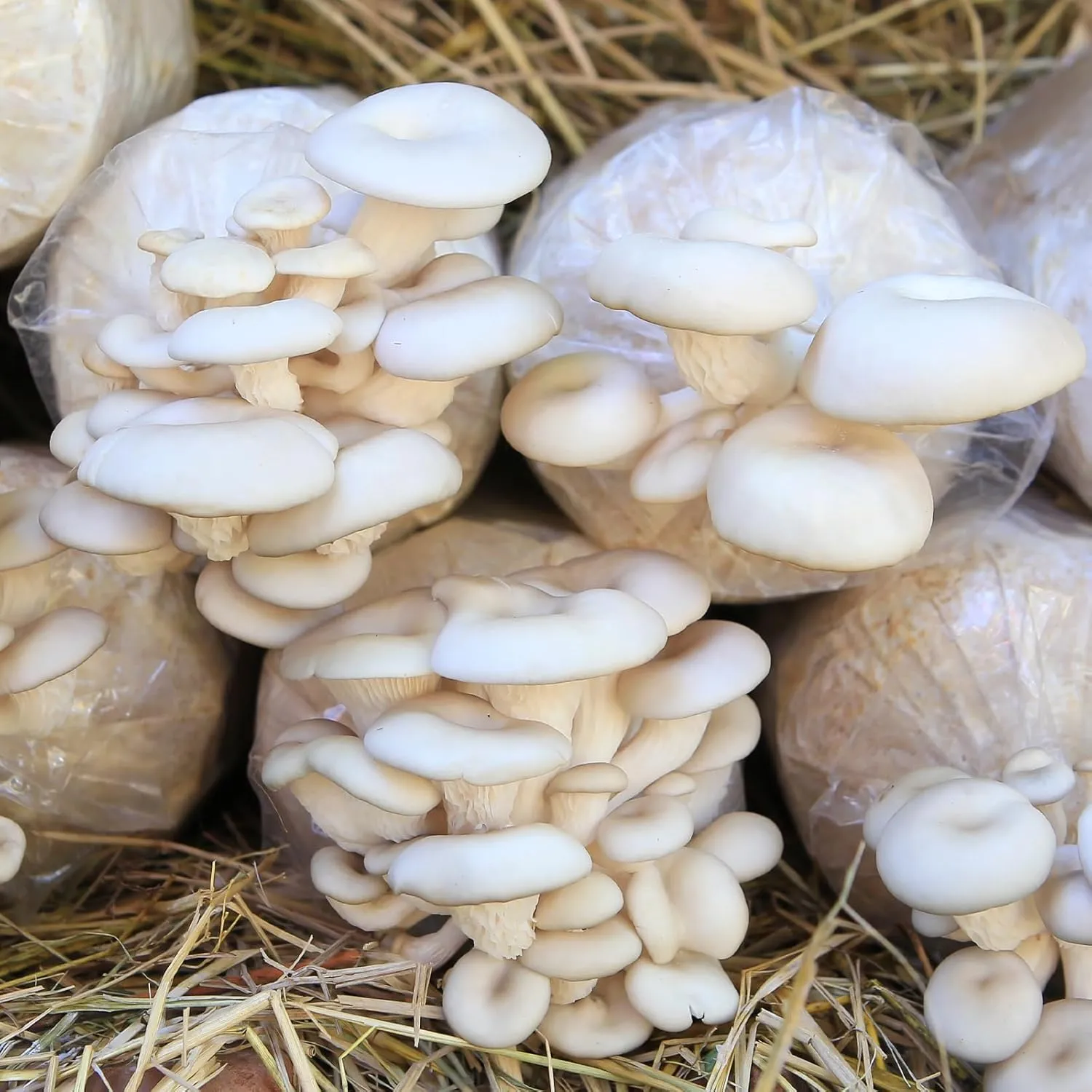 GREANER Mushroom Grow Bags 6 Mil, 8"x5"x20" Thick Autoclave Spawn Bags with Injection Port for Your Grain-25PCS