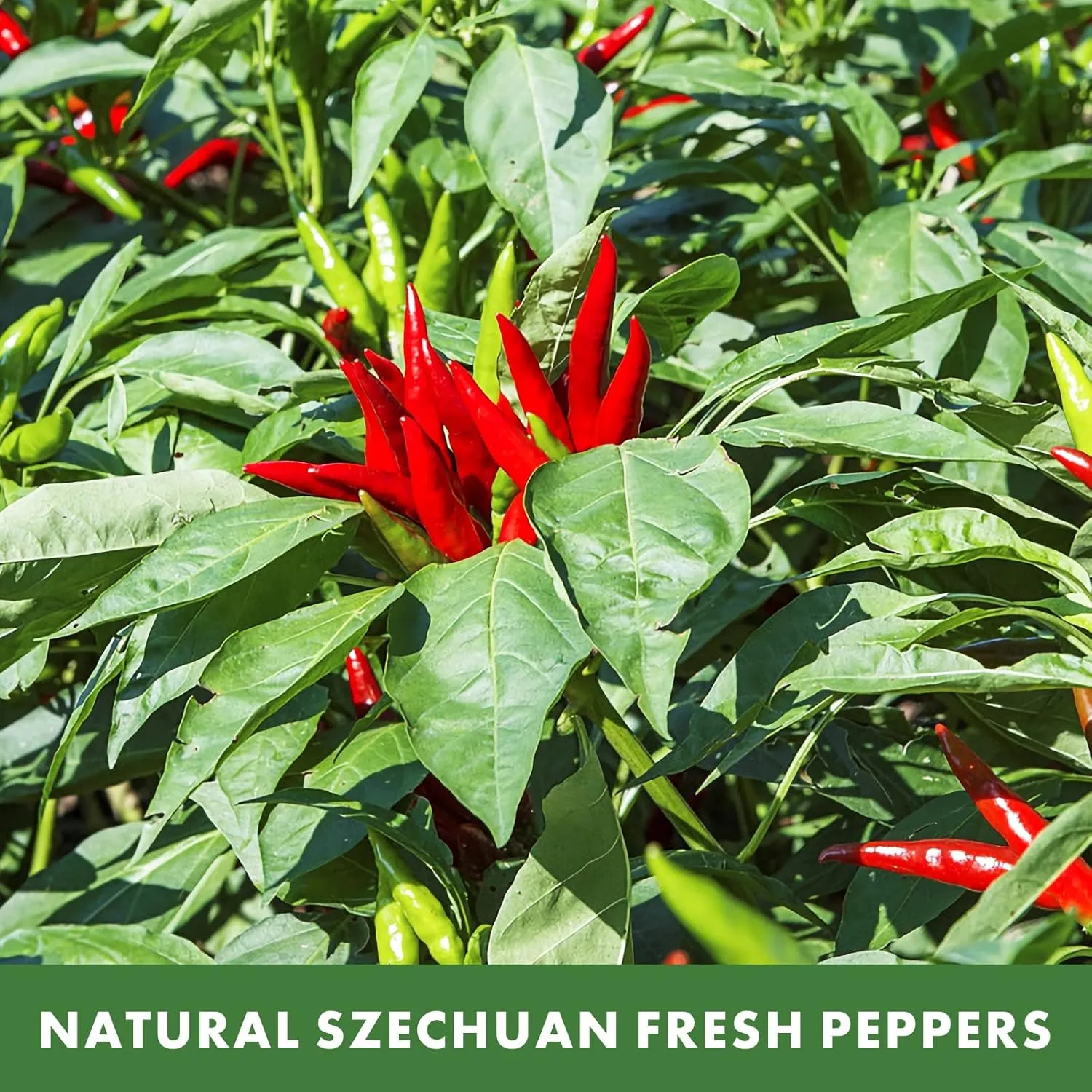 Yimi Dried Chilies Peppers, 10.7oz, Whole Chinese Dry Red Chilis, Spicy Hot Heat, Great For Mexican,Thai and Chinese Recipes,like Pozole, Tamales, Hotpot, In Resealable Bags, Mild Hot, Ideal for Father's Day